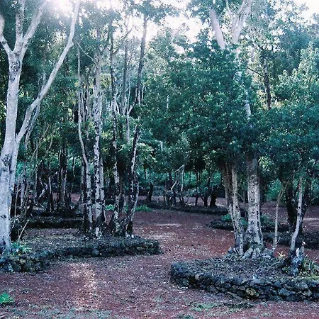 Pico Dreams 4* São Roque do Pico