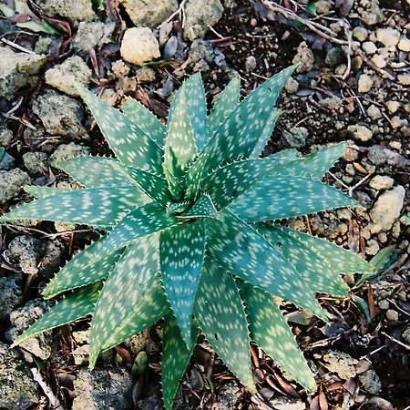 Vendégház Pico Dreams