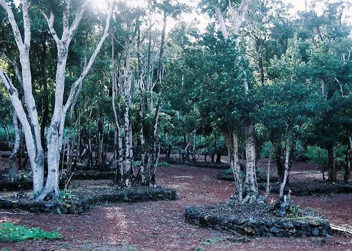 Pico Dreams 4* 상호케도피코