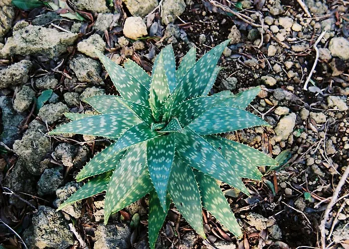 게스트하우스 Pico Dreams